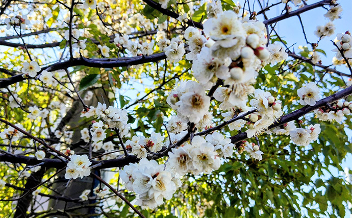 河川のバチパターン高実績ルアー3選　おすすめカラーと釣り方も解説