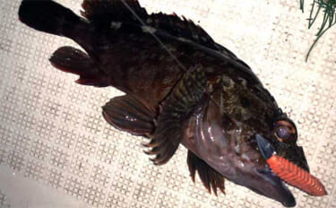 伊勢湾奥ナイトボートゲームでカサゴ全員ツ抜け達成【三重】セイゴ＆キジハ…