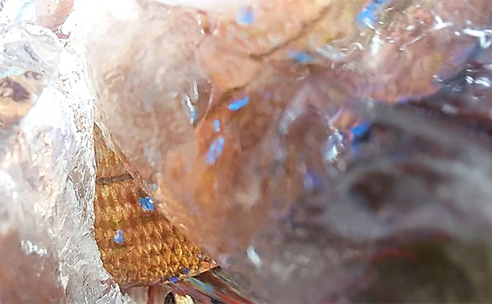 関東エリアの【船釣り特選釣果】ヤリイカ本格化　多点掛け連発で船中トップ48匹