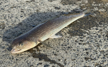 波打ち際から超深海まで生息する「身近な口裂け魚」エソの仲間たち　