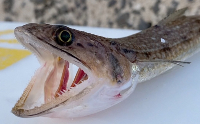 波打ち際から超深海まで生息する「身近な口裂け魚」エソの仲間たち　