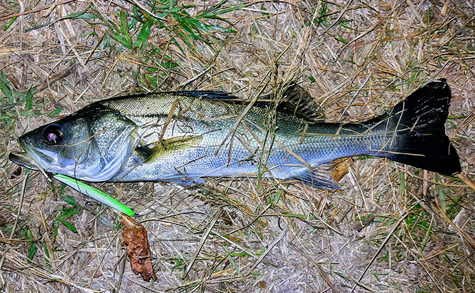 河川のバチパターン高実績ルアー3選　おすすめカラーと釣り方も解説