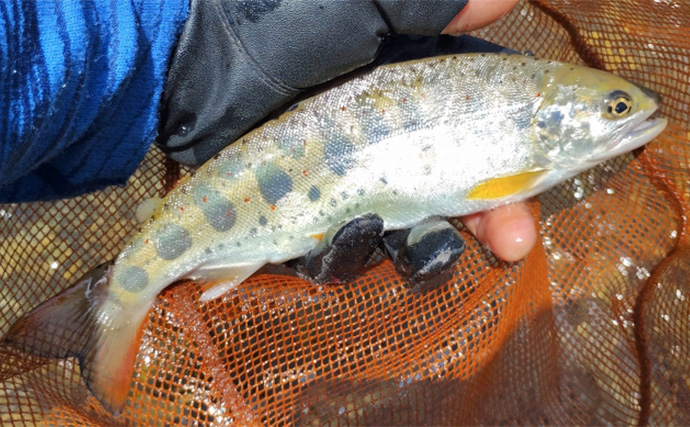 渓流エサ釣りの【年間釣行計画】のススメ　解禁期間を最大限楽しむために！