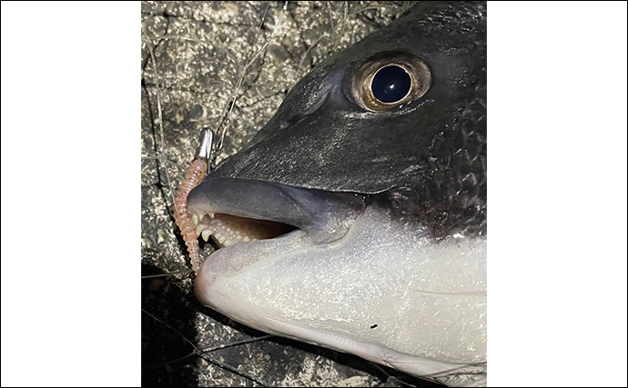 チニングにおけるルアー選択の基本 【季節・食性・活性ごとに考えよう】