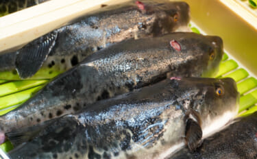 トラフグはオスでウナギはメス？　性別で価値が全く異なる魚たち