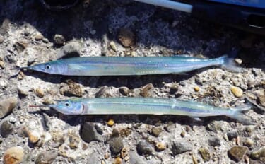 『鹿島港海釣園』でのサヨリ釣りで大苦戦　仕掛けのセレクトが運命を分ける…