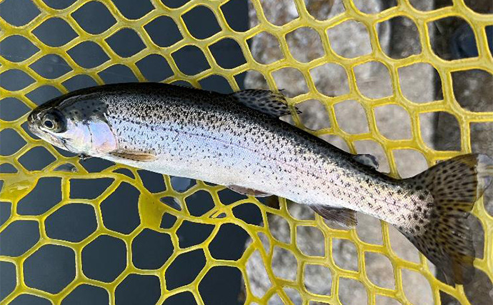 「午後だけで70匹！」極寒のエリアトラウト釣行で放流パターン炸裂【大阪・千早川マス釣り場】