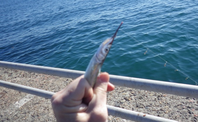 『鹿島港海釣園』でのサヨリ釣りで大苦戦　仕掛けのセレクトが運命を分ける？