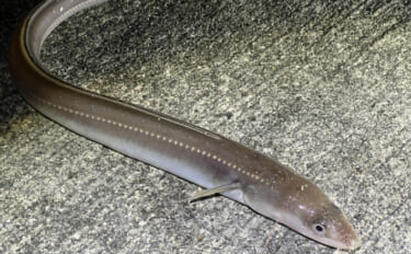 標準和名と属するグループ名があべこべなサカナたち　国際ルールに合わせた…