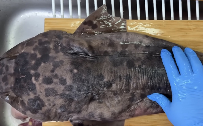 陸に揚げても7日間生きるという『ナヌカザメ』を食べてみた　味はまるでスルメイカ？