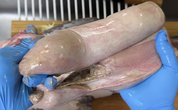 陸に揚げても7日間生きるという『ナヌカザメ』を食べてみた　味はまるでスルメイカ？