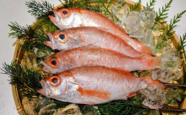 高級美味魚の代表『アカムツ（のどぐろ）』の完全養殖に成功！