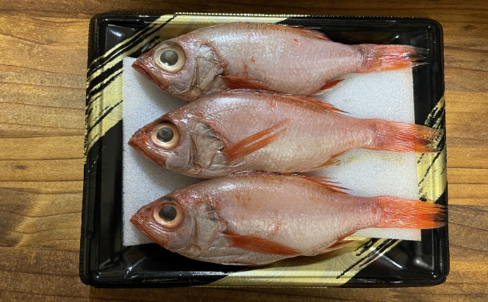 高級美味魚の代表『アカムツ（のどぐろ）』の完全養殖に成功！