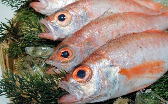 高級美味魚の代表『アカムツ（のどぐろ）』の完全養殖に成功！