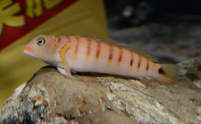 「キスより美味しい？」 天ぷらとの相性抜群のサカナたち