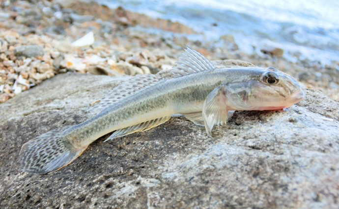 「キスより美味しい？」 天ぷらとの相性抜群のサカナたち