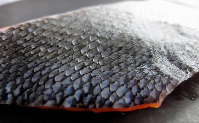 サカナの「鱗（ウロコ）」は調理の邪魔者？それとも美味しい食材？