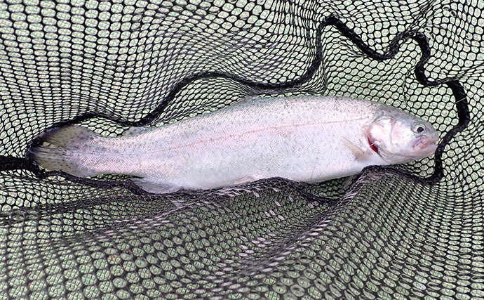 『多摩湖駅前FA』でのフライフィッシング釣行でニジマス「つ抜け」達成！