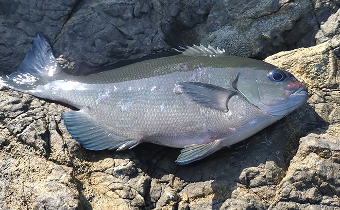 地磯でのフカセ釣りで寒グレ（メジナ）を狙う【和歌山】エサ取りのタカベに苦戦