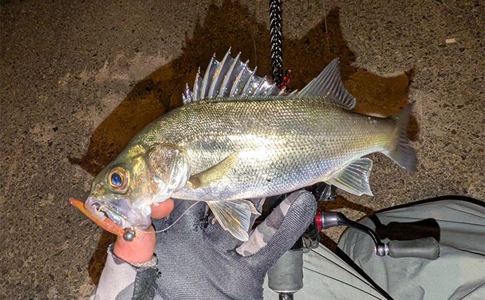 集魚灯アジングで4目釣り達成！【京都】ガシラ・アコウ・セイゴに本命アジも登場