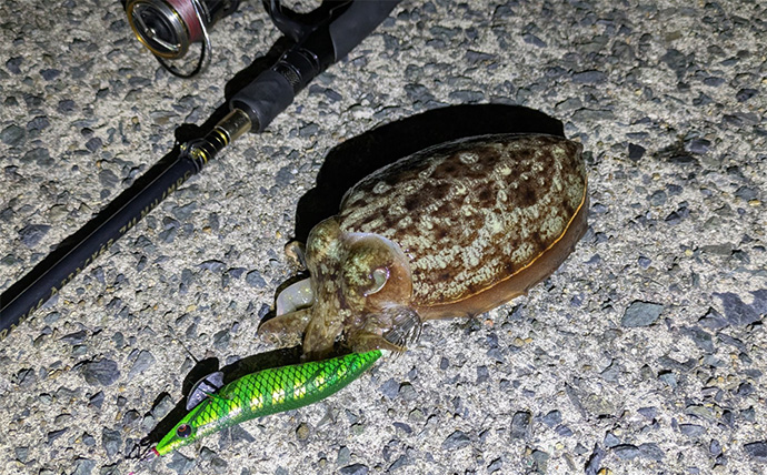 「集魚灯って効果あるの？」 堤防ヤリイカエギングで本命＆コウイカ手中【京都】