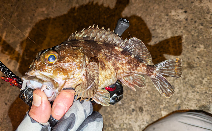集魚灯アジングで4目釣り達成！【京都】ガシラ・アコウ・セイゴに本命アジも登場