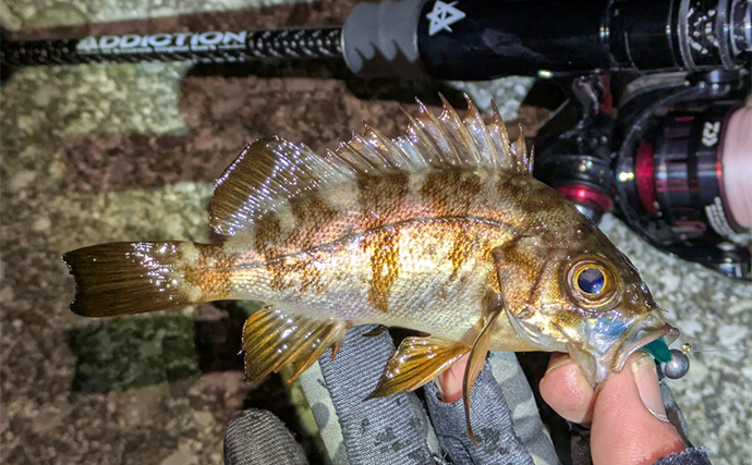 夜のメバリングで20cm級メバルヒット【兵庫】潮の緩みとクリアカラーが決め手