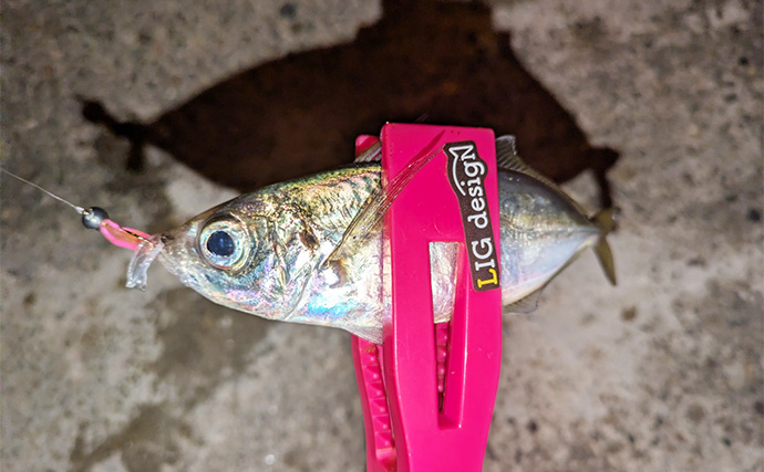 集魚灯アジングで4目釣り達成！【京都】ガシラ・アコウ・セイゴに本命アジも登場