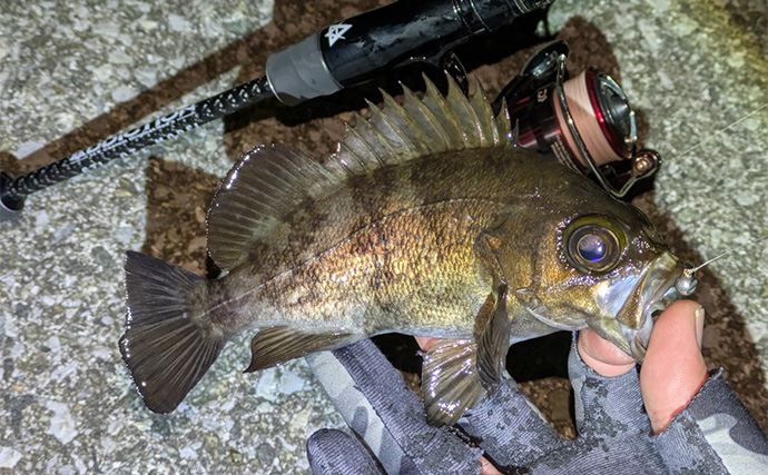 夜のメバリングで20cm級メバルヒット【兵庫】潮の緩みとクリアカラーが決め手