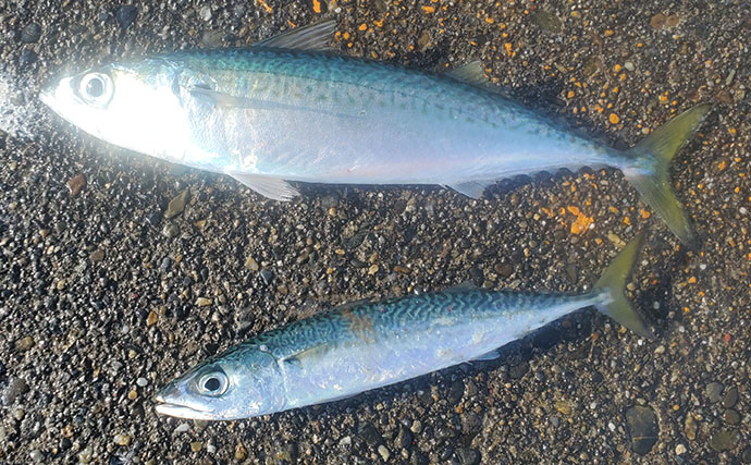 『直江津港第三東防波堤』の遠投サビキ釣りで37cm大アジ釣れた！ワカシも回遊中