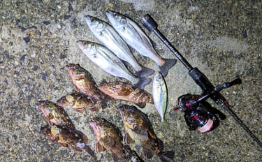 集魚灯アジングで4目釣り達成！【京都】ガシラ・アコウ・セイゴに本命アジ…