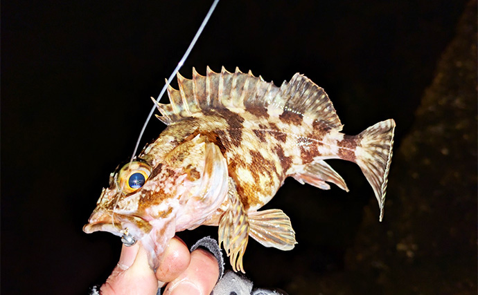 集魚灯アジングで4目釣り達成！【京都】ガシラ・アコウ・セイゴに本命アジも登場