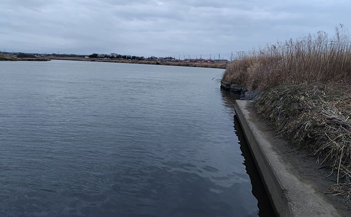 春の河川で75cmシーバスをキャッチ！【千葉】バイブレーション早巻きに反応