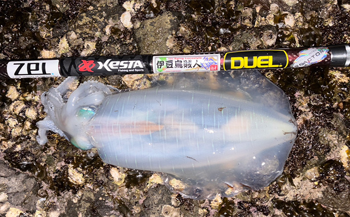 2026年の伊豆エリアの春アオリイカ【 X DAY 】を予測　磯の回遊狙いエギングが吉か