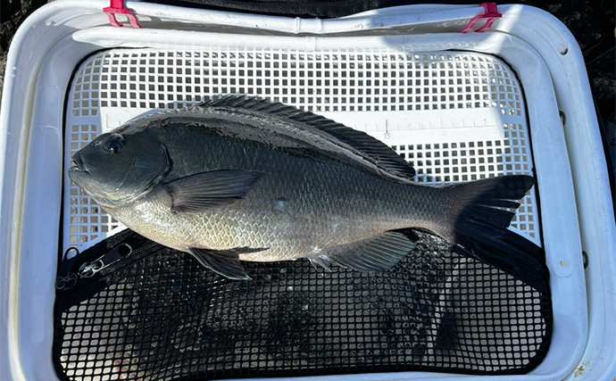 磯フカセ釣りで寒グレ攻略成功【和歌山・串本】沖の潮目で40.5cm口太がヒット