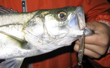 遠浅サーフ攻略の鉄則　満潮・干潮それぞれの長所短所と狙いやすいターゲッ…