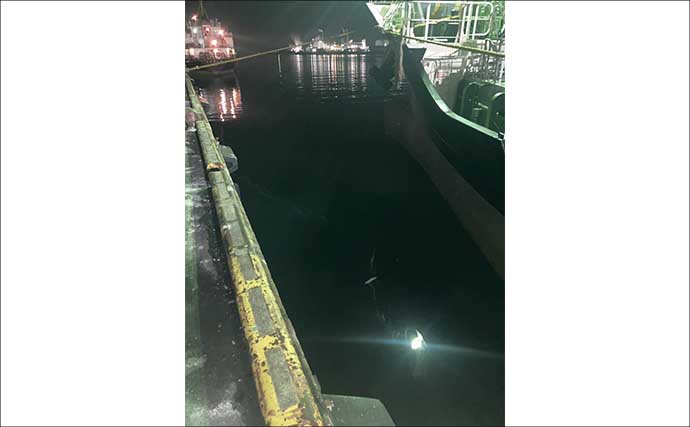 「低活性時はワームが正解！」四日市港のライトゲームでセイゴ＆カサゴを攻略【三重】