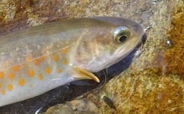 ヤマトイワナ狙える渓流釣り場ガイド　木曽川水系の支流ポイント紹介【長野…