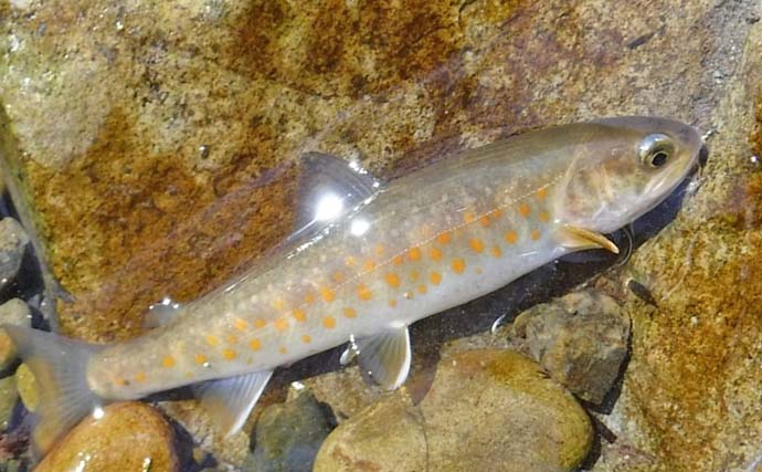 ヤマトイワナ狙える渓流釣り場ガイド　木曽川水系の支流ポイント紹介【長野】