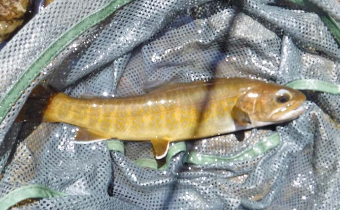 ヤマトイワナ狙える渓流釣り場ガイド　木曽川水系の支流ポイント紹介【長野】