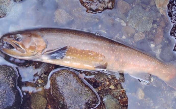 解禁直後に訪れたい秋山川の渓流釣りポイント【山梨】入渓しやすい中流域の好場所を紹介