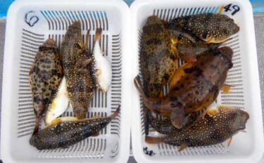 カットウ釣りで良型ヒガンフグとコモンフグ合計7匹手中！【愛知・師崎沖】…