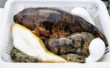 カットウ釣りで1.3kgヒガンフグをキャッチ【愛知】アタリを拾うソフトな聞きアワセが鍵