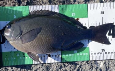 伊豆大島のメジナ釣りで39cm良型手中　サイズアップ連発の好展開