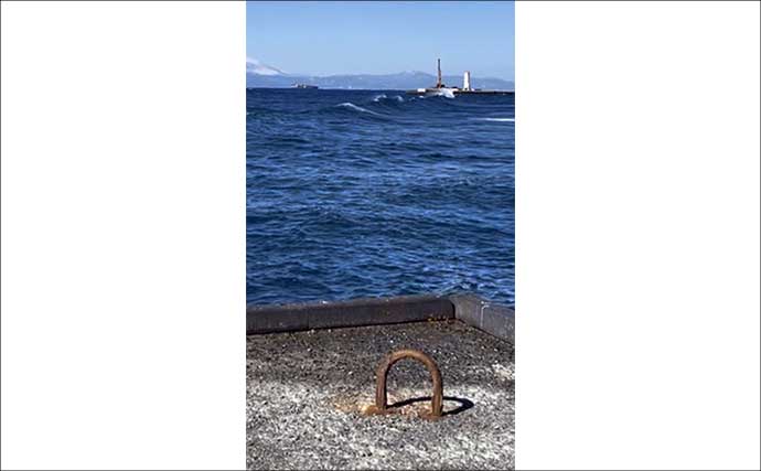 伊豆大島のメジナ釣りで39cm良型手中　サイズアップ連発の好展開