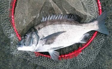 雪中のフカセ釣りで47cm頭にクロダイ4尾手中【千葉・南ケイセン】サラ…