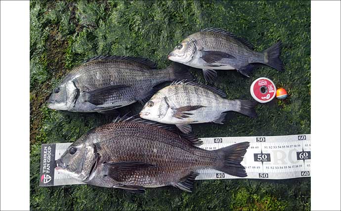 雪中のフカセ釣りで47cm頭にクロダイ4尾手中【千葉・南ケイセン】サラシをかわす沖目攻略で連発