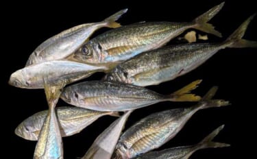 遠投アジングで25cm級アジ手中！【山口・白浜漁港】シャローフリークで…