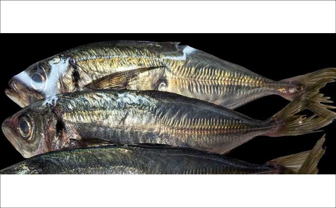 遠投アジングで25cm級アジ手中！【山口・白浜漁港】シャローフリークで沖の潮目を攻略