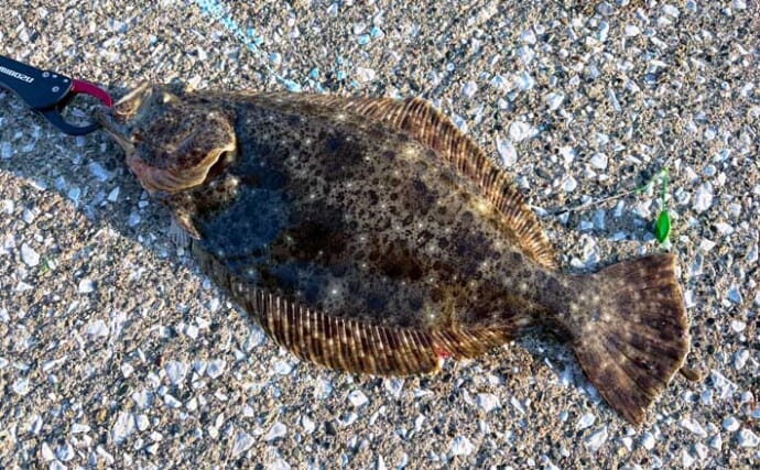 堤防ちょい投げキス釣りで想定外の49cmヒラメ登場にビックリ！【千葉】